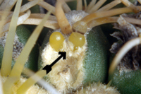 Thelocactus bicolor areolar glands